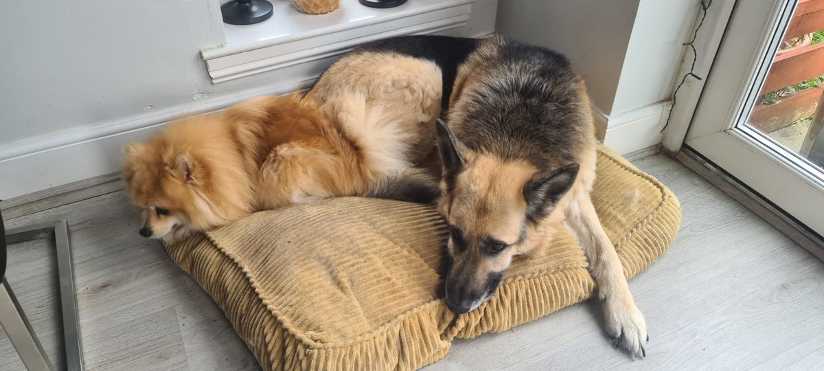 trustpetsitter's tweet photo. Willow the GSD and Phoebe the Pom in a bed stand off! Who do you think won? #trustmypetsitter https://t.co/2fiBft9oJC