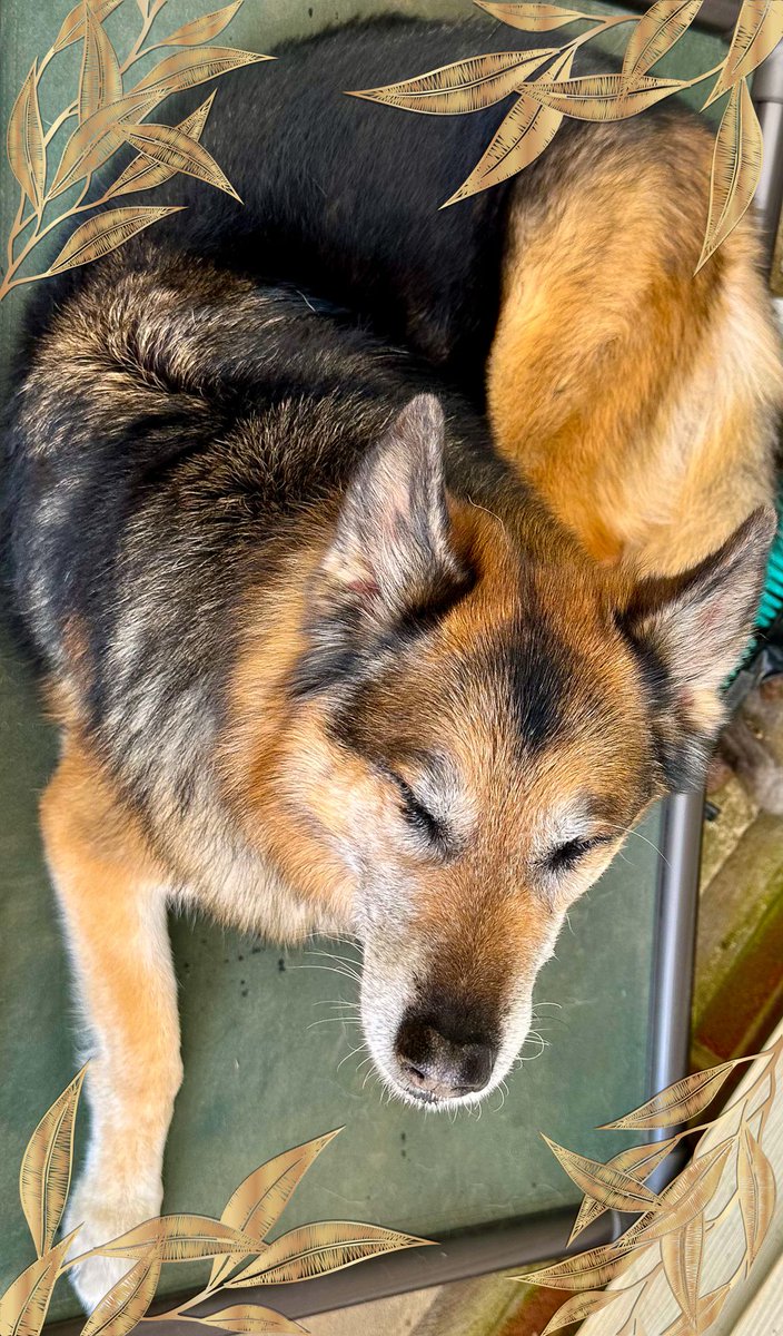 leadwithfundogs's tweet image. Dogs are amazing and smell is so important. Wow! instagram.com/reel/CvM8G2EL8…