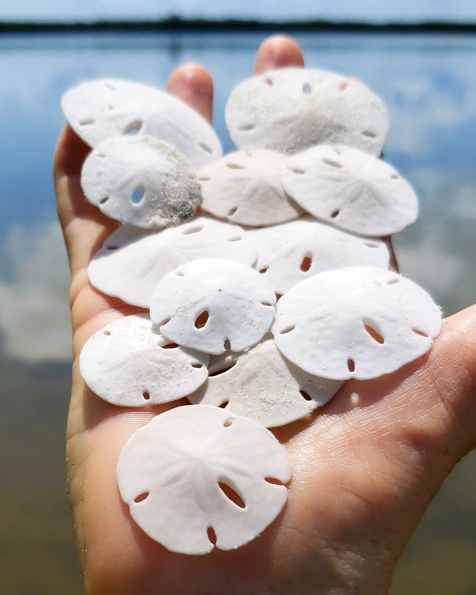The #shelling has been great on #ShellKey lately! Especially, when it comes to small #sanddollars. #shellcraft #treasure #IslandKayakTours
