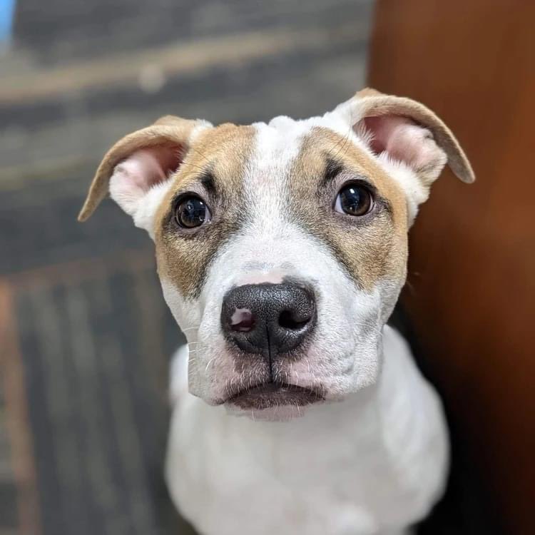 Squirrel is hoping he can end the summer with his furever family! He’s been with Hearts of Hope for almost a year! He’s full of love and can’t wait to meet his new family. Adopt him at: petlover.petstablished.com/pets/public/15…

#adoptdontshop #heartsofhope #untiltherearenone #dogsofgr #tweet