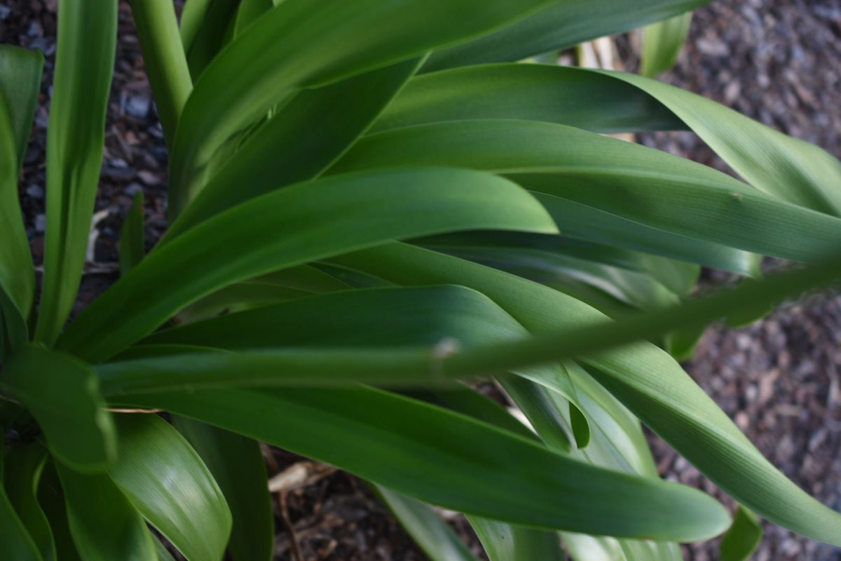 jackofartforms's tweet photo. Painterly Strokes
#flora #plant #plants #green #leaves #leaf #greenery #nature #photography #naturephotography #africanlily #agapanthus #painterly #painted #stylistic #nikondslr #nikon #dslr #dslrphotography #nikonphotography #photos #art https://t.co/TGvk5MSRPz