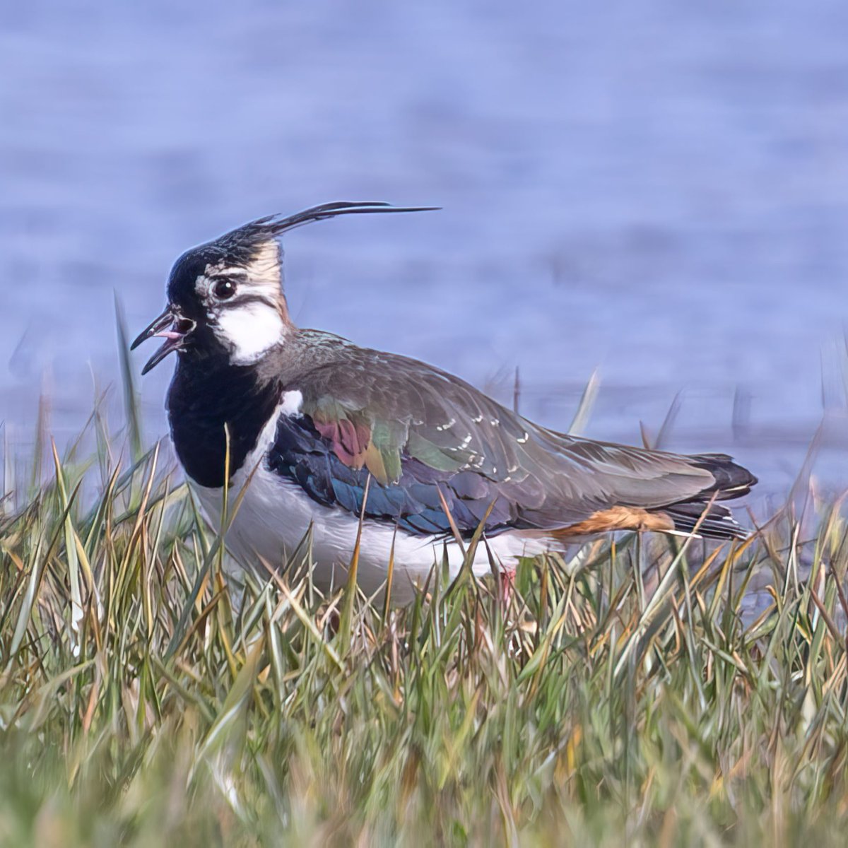 Nature recovery and profitable farming can go hand in hand.

Supported by Natural England, landowners in Kent are creating wildlife habitats while achieving steady farming incomes.

Learn more: naturalengland.blog.gov.uk/2023/08/03/far…

#FARM24