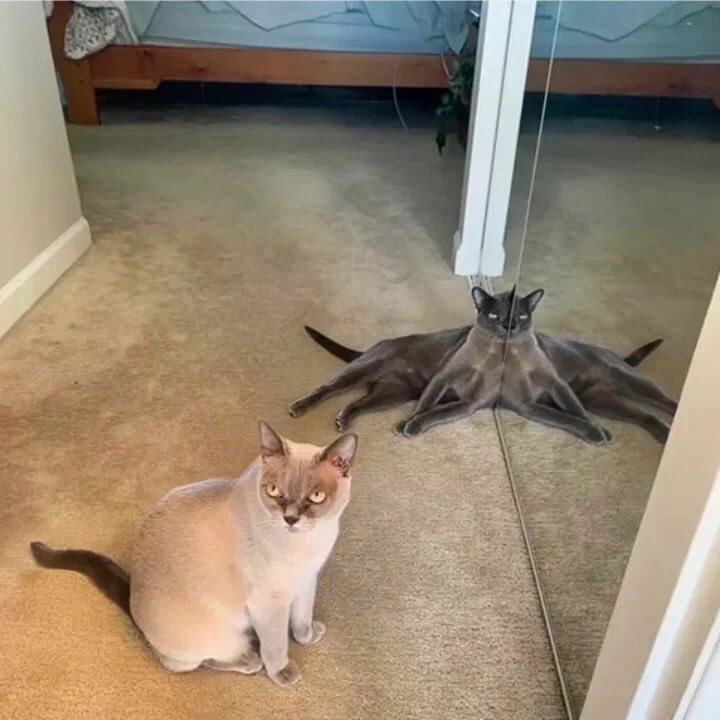 PETSPETSCS's tweet photo. Funny
💗
Do my eyes deceive me, or is that really a kitten with eight claws?? 🐙🙀

· Wait ·
🐶 SHOP NOW 🐱 LINK IN MY BIO ⬆ Shiping ✈🚢🌍

#petspets #pet #cat #kitty #funny #today https://t.co/FaLmLbB7o6