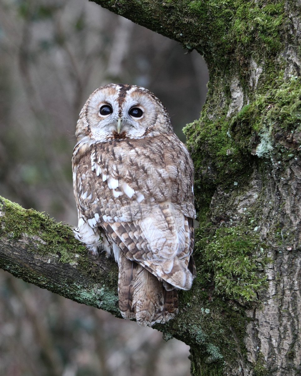 Spotted an owl while bird watching? What a hoot! 🦉

The owl might not be your typical garden bird, but some species have adapted to urban wooded suburbs.

This #InternationalOwlAwarenessDay, learn how you can track and protect local wildlife with the #UrbanNatureProject! 🌳👇