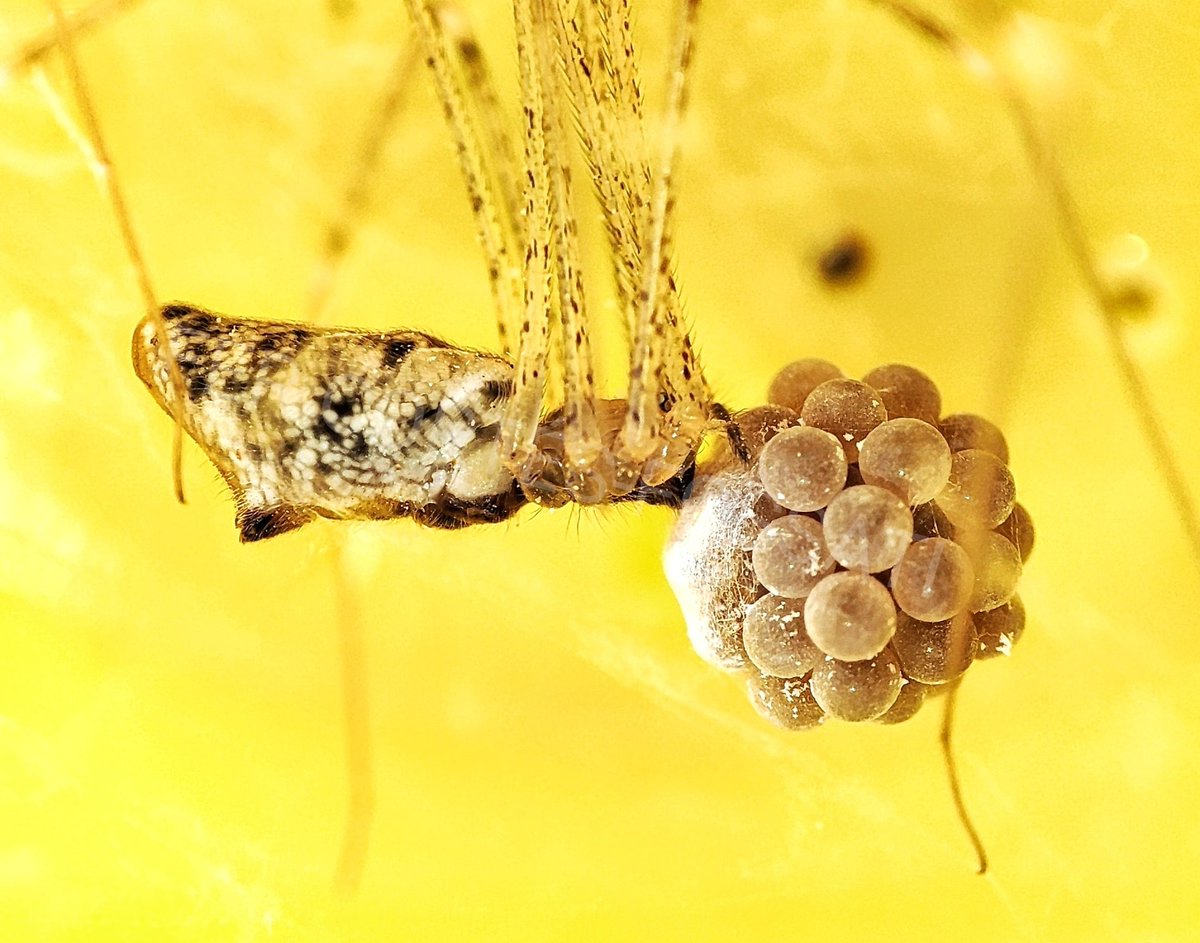 💥¿Has visto esto? 🔎🕷️ Mamá #araña cuidando de la enorme puesta. Pega con seda los huevos y los transporta con la boca para protegerlos de los peligros. La especie es Holocnemus hispanicus (familia Pholcidae). En todo el #mundo, estos #animales solo viven en #España y  #Portugal