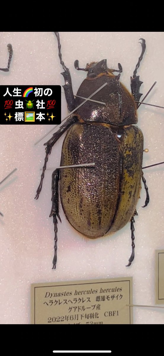 Insect Generationさん🍀から人生初ヘラクレス雌雄モザイク購入そして