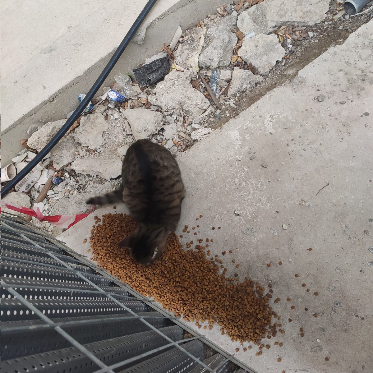 BoubaCie's tweet photo. Nougatine , RikikiNoire et Nini
Au chantier
#chatslibres #Paris13 https://t.co/zlo1dDehsk