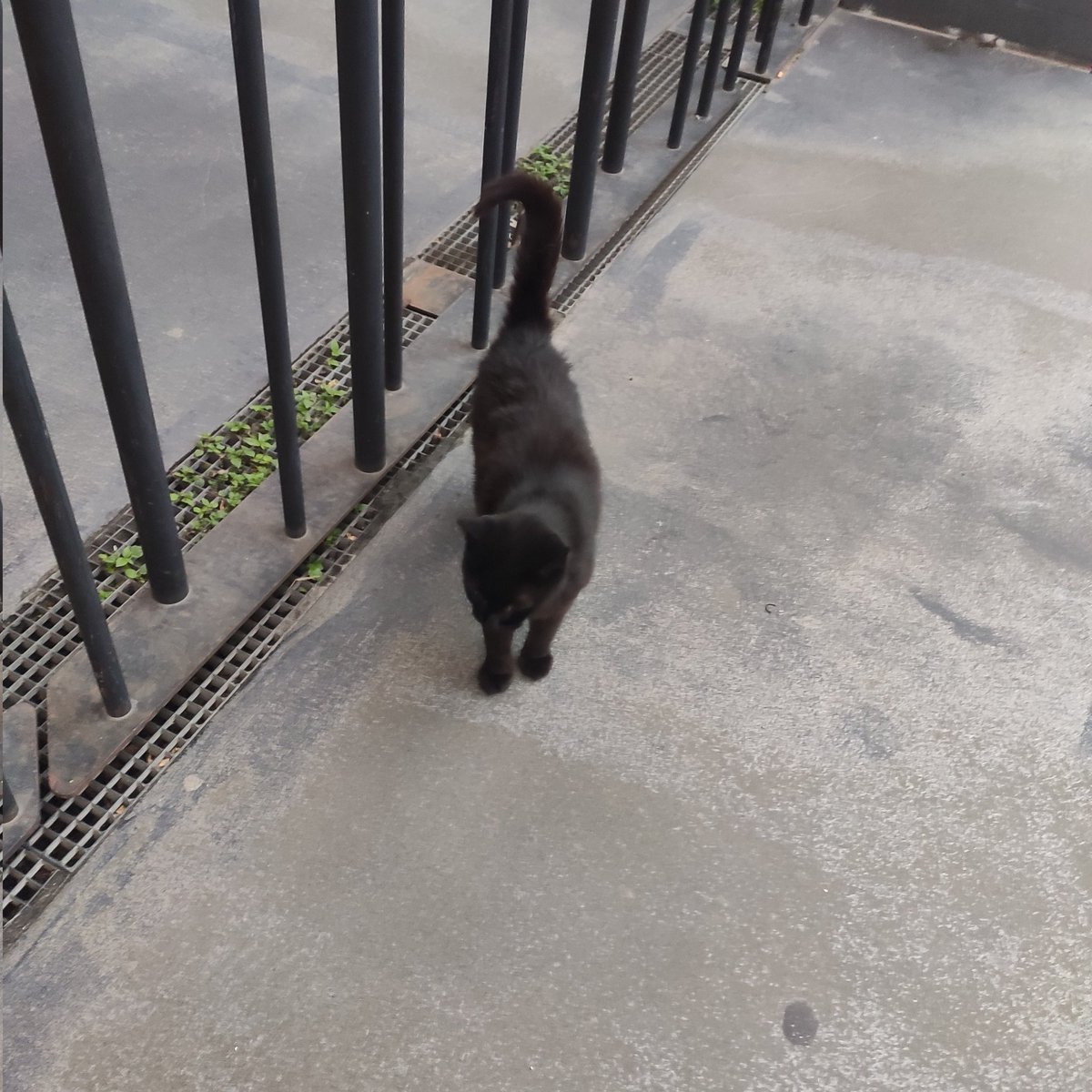 BoubaCie's tweet photo. Nougatine , RikikiNoire et Nini
Au chantier
#chatslibres #Paris13 https://t.co/zlo1dDehsk