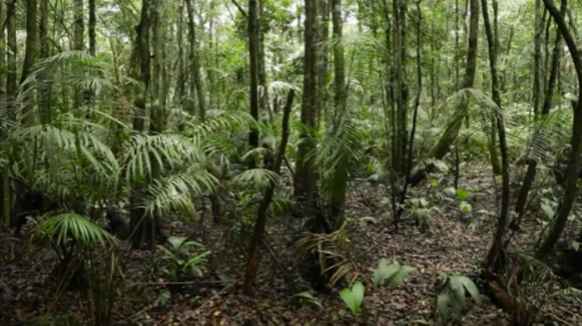K3C_Earth's tweet photo. Congolese peatlands are the world's most important carbon reservoir: they store as much carbon as all the trees in the entire Congo basin rainforest.
The central Congo basin is home to 36% of the world's tropical peatland area and stores 28% of the world's tropical peat #carbon. https://t.co/GRB03CZFQl