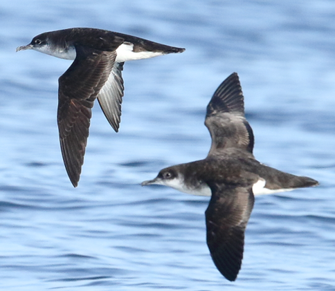JNCC_UK's tweet photo. We’re delighted to be working with our #ProcBe partners from @oxnav_group, @RSPB_Science & @uniofglos to improve understanding of at-sea behaviour, distribution & demography of shearwaters & storm-petrels. Part of Offshore Wind Evidence & Change Programme https://t.co/UkDpSjB9WW https://t.co/c25kCU6AjR