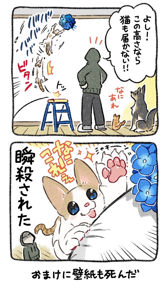 3/3 #猫