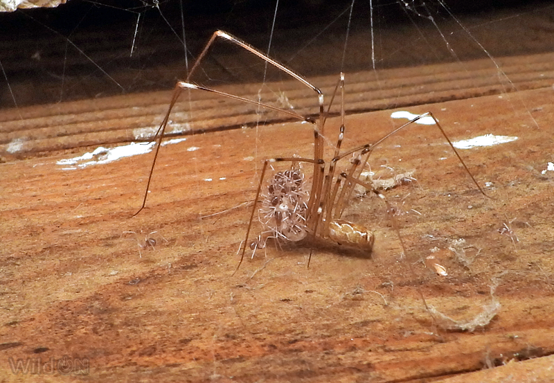 ¡Yeah!
Los fólcidos (familia Pholcidae) son arañas tejedoras de largas patas que recuerdan a los opiliones. Típicamente, las hembras llevan primero los huevos y luego las crías sujetas con sus quelíceros.