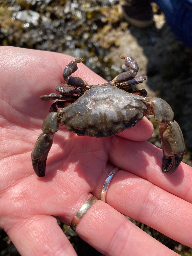 DASSH at The Marine Biological Association (@dassh) on Twitter photo The latest <a href="/_swmecosystems/">SWMEcosystems</a> report shows a slight increase in warmer water species with notable higher abundances of Montagu's crab, this is reflected in our #data where sightings have sharply increased by a staggering 200% over the last 20 years #OceanWarming #ClimateChange The latest <a href="/_swmecosystems/">SWMEcosystems</a> report shows a slight increase in warmer water species with notable higher abundances of Montagu's crab, this is reflected in our #data where sightings have sharply increased by a staggering 200% over the last 20 years #OceanWarming #ClimateChange