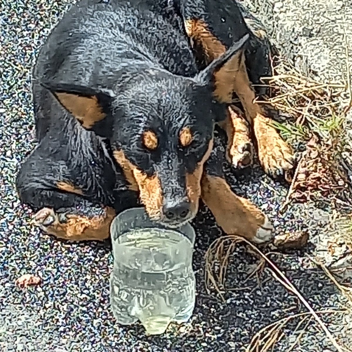 StradeAnas's tweet photo. 💛 #Luisi, Sorvegliante #Anas Campania, è intervenuto per soccorrere un cagnolino, in corrispondenza del viadotto ‘Fiumarelle’ della #SS90/dir “delle Puglie” ad Ariano Irpino, nell’avellinese.
#AmamieBasta @LNDC_NAZIONALE https://t.co/W0PSawORYy