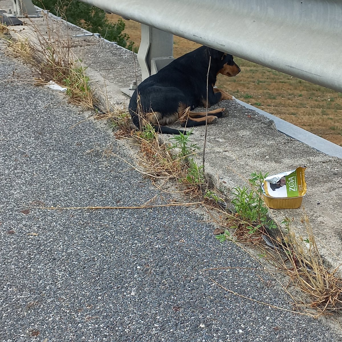StradeAnas's tweet photo. 💛 #Luisi, Sorvegliante #Anas Campania, è intervenuto per soccorrere un cagnolino, in corrispondenza del viadotto ‘Fiumarelle’ della #SS90/dir “delle Puglie” ad Ariano Irpino, nell’avellinese.
#AmamieBasta @LNDC_NAZIONALE https://t.co/W0PSawORYy