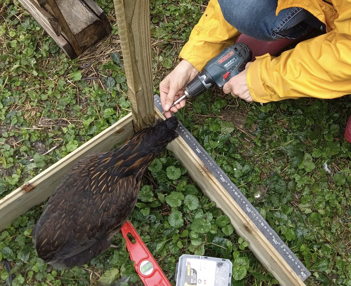 Neugierigkeit kennt keine Grenzen. #hühner Deshalb dauert das - nun doch vollständige - Bauen des Hühnerunterstands etwas länger.