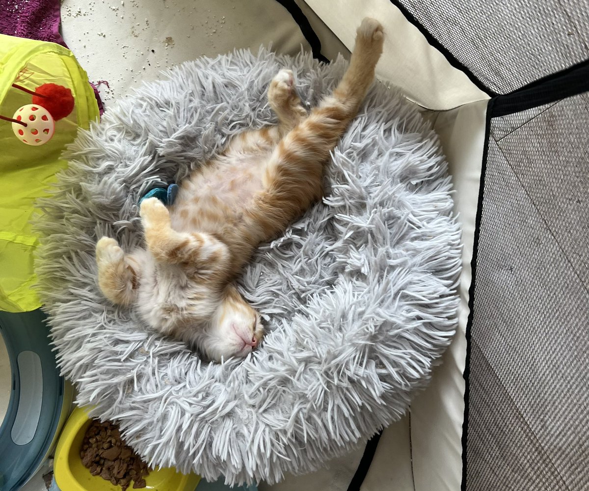 ExAvocatine's tweet photo. Bonjour, ça tombe bien, je veux aller voir lâexpo pour mon anniversaire le 27 aoĂ»t đ
#CestMonChat
#AntoshkaLeMicrobe https://t.co/mEl8aOF8Ub