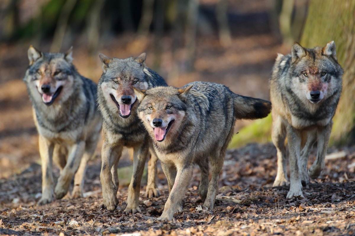 JagdverbandDJV's tweet photo. 2022 hat der #Wolf erstmals über 4.000 Nutztiere verletzt und getötet. Gemeinsam mit @Bauern_Verband und sechs weiteren Verbänden kritisieren wir die #Wolfspolitik von @SteffiLemke. Wir fordern eine jährliche nationale Entnahmequote für Wölfe. https://t.co/JNMHiPcbHq https://t.co/lWp1L4ci05