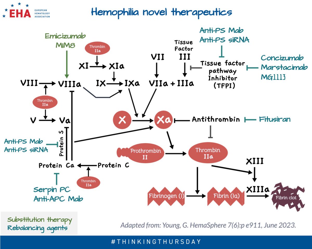 EHA_Hematology's tweet photo. Welcome back to #EHA #ThinkingThursday on #hemophilia #newtherapies and their mechanism of action in the #CoagulationCascade: did you find out what A, B and C are?
Did you know? You can learn more about #CoagulationCascade in the #EHACampus: https://t.co/Cw6bePza9I https://t.co/soNnl448S1