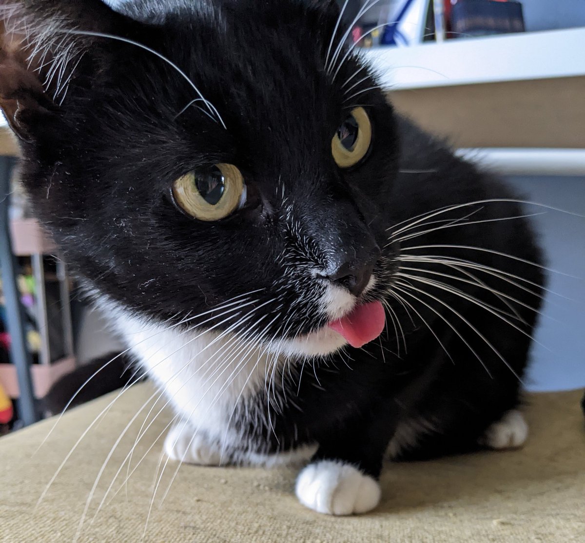 cosmoo🐨@that cat aint right tweet media