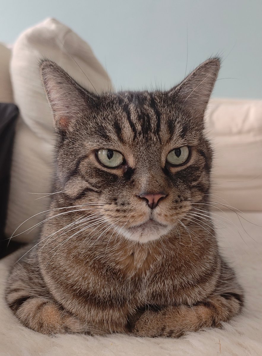 Nicole_Scooter's tweet photo. I've been #petsitting for 2 weeks and I'm loving it! Plus, the ginger cat has discovered his new favourite podcast, #ChangeofDirections 😆. I wrote about petsitting last year for @sistrix and now I see why the #trend caught on!👉 https://t.co/HvA0t83Ua3 #cats #datajournalism https://t.co/CPSHJgz4S6
