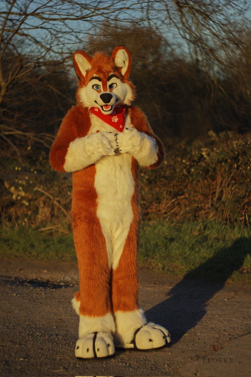 You had me at "good boy" 🥴🥰

#FursuitFriday brought to you by
📷: <a href="/Cuddlemango/">Samourin Mangomeow</a> 
🧵: <a href="/TheKarelia/">TheKareliaFursuits 🔜 NFC</a>