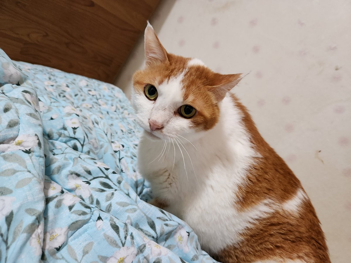 냥이네 tweet media