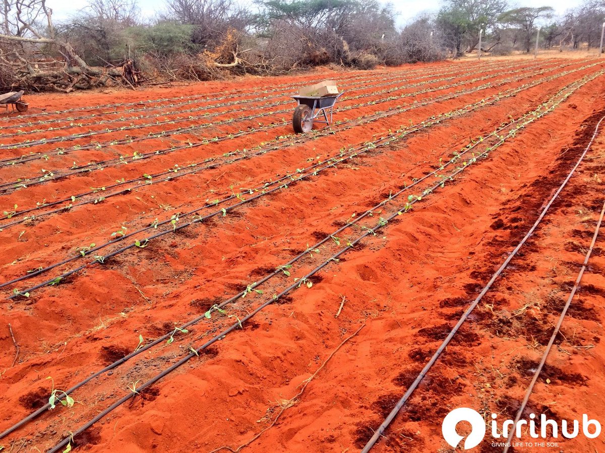 IrriHub's tweet photo. Hello!

Did you know global food consumption is predicted to increase by 30% by 2030? Using the More with Less principle, farmers can grow more food with fewer resources. The Family Drip System is a sustainable water management method that helps farmers produce more food, especially for crops that need extra water. Irrihub KE offers more information on this smart farming technique.

Let's work together to ensure everyone has enough food in Kenya and Africa by 2030.
#irrihub
#irrigationsystems
#irrigation
#dripsystem