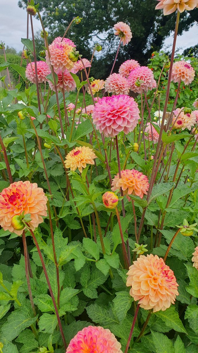 Mid summer, the garden is a riot of colour, it may be cool but the flowers are happy #dahlias