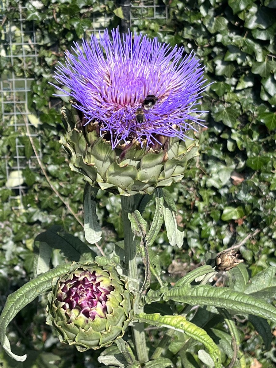 CatWeadick's tweet image. Incredible giant thistle in #Killester Garden, #Dublin 5. Amazing to see so much fruit, herbs and veg growing here in a public space. Great example of a community #biodiversity project 🫶Well done to all involved! (from a 🐕 owner who was sceptical about the change of land usage)