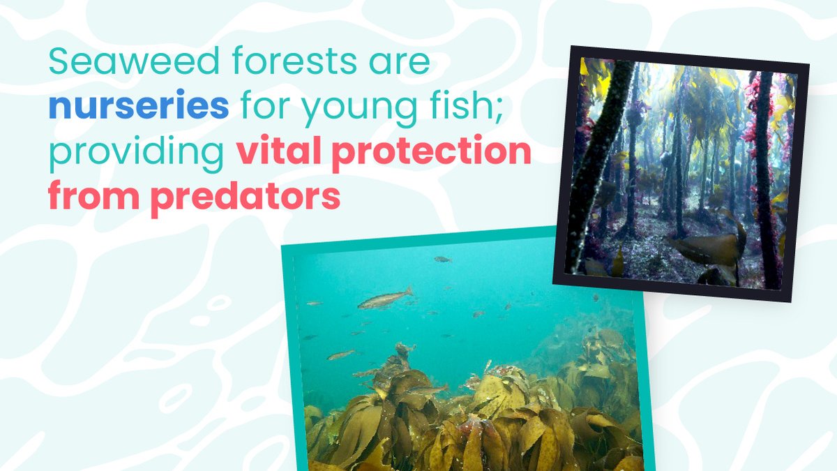 mcsuk's tweet photo. It's #BigSeaweedSearch Week and we're celebrating this marine marvel with some fun facts 🌿 

Learn more about how versatile and valuable seaweed is in our blog: https://t.co/iAlxKW7ZBy  

1/2 https://t.co/xn1EgPDgbQ