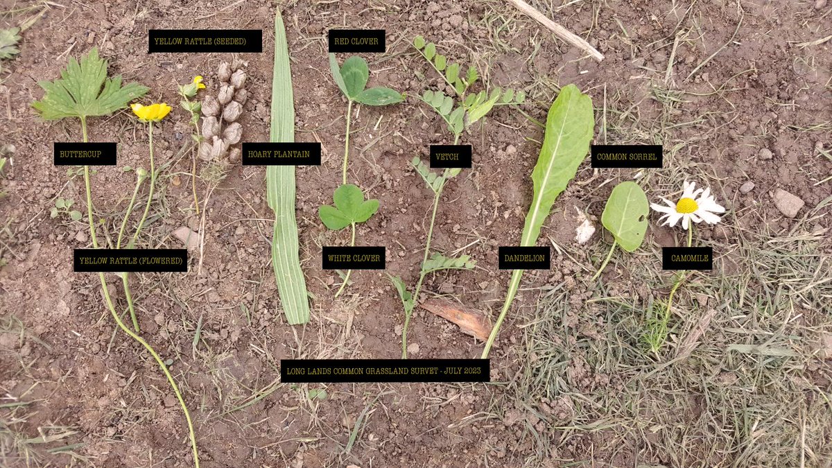 Long Lands Common tweet media