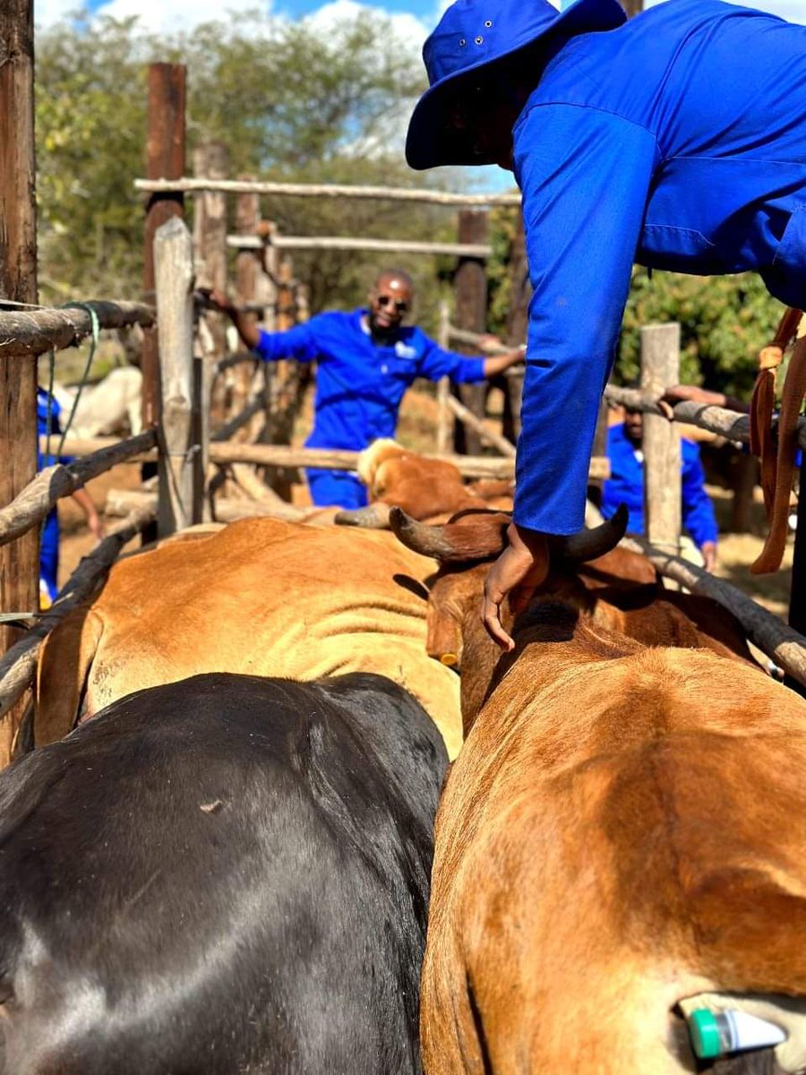 #NationalScienceWeek

University of Mpumalanga (UMP) Animal Production Students from the Faculty of Agriculture and Natural Sciences visited five communal farms in Louieville village, as part of their community outreach programme and Science Week.