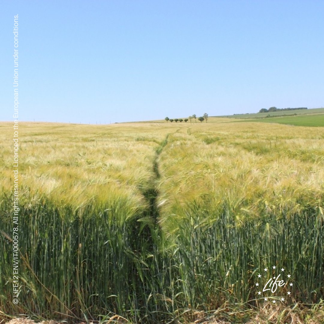 LIFEProgramme's tweet photo. Healthy #soil is crucial for a healthy planet! ๐
The #LIFEProject HelpSoil tested soil conservation practices in northern Italy ๐ฎ๐น
Learn about the projectโs success in improving soil biodiversity ๐
https://t.co/0QBvL9rFW7
#EUSoils
#CleanSoilsEU
#LIFEProgramme https://t.co/iFWIeIFRei