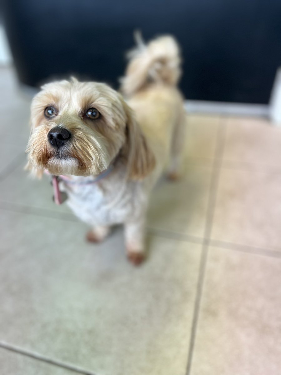WAGSLIVERPOOL's tweet photo. #maltipoo #puppylove #scousedogs #scousepets #dogsofliverpool #liverpooldogs #maltese #poodle #dogsoftwitter #dogsofinstagram #doggrooming #doggroomers #wags #merseyside https://t.co/RDsP5Doi0r