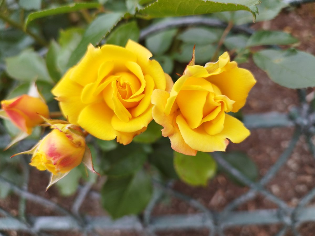 #vennskap #glede #friendship #joy  Saw a bed full of these beauties by the bandstand #Festplassen #Bergen