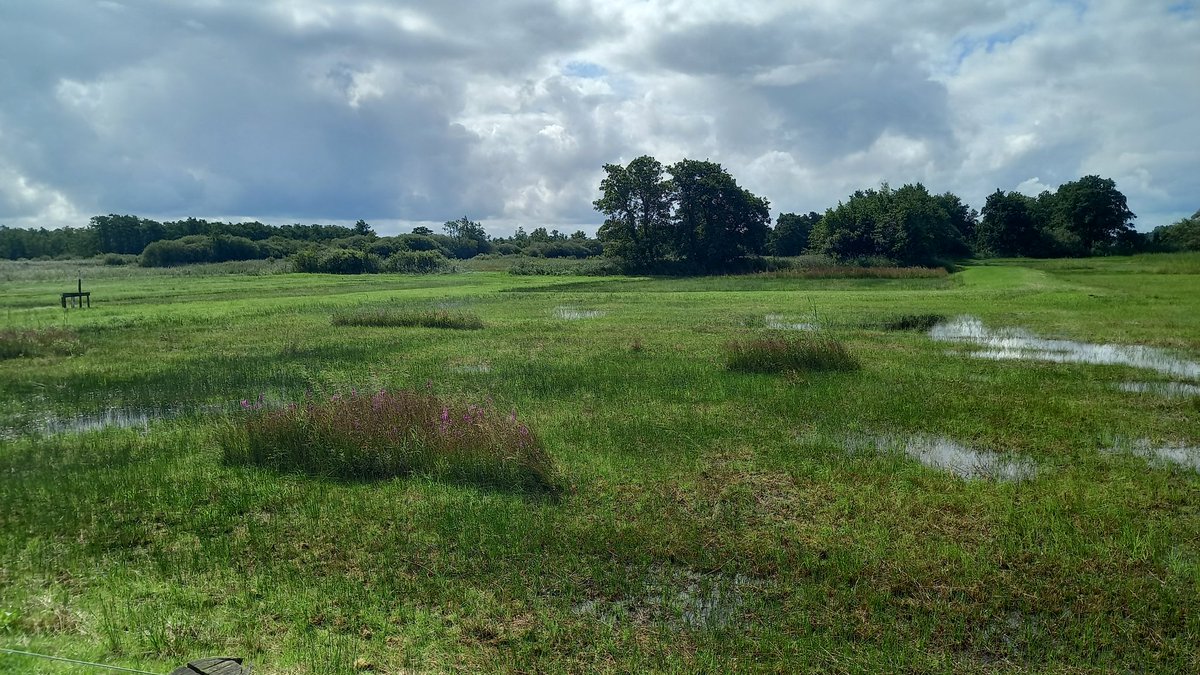 Stukjes waar nog bloeiende nectarplanten voor insecten staan worden bij de eerste maaibeurten uitgezet en gespaard, hier profiteren insecten van. Hier een voorbeeld in de Rohelstermieden. #maaibeheer #staatsbosbeheer noard #fryslân