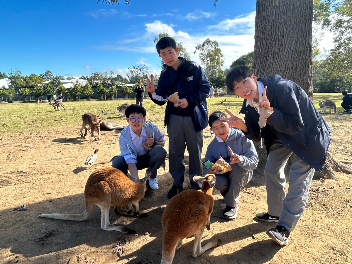 adachigakuen_jh's tweet photo. オーストラリアスタディーツアー#13
Windaroo組も本日ローンパイン動物園を訪れて、コアラ、カンガルー、ワラビー、ウォンバットなど、オーストラリア特有の動物達と触れ合いました!
#Windaroo Valley State High School
#オーストラリアスタディーツアー
#足立学
#東京私立男子校 https://t.co/qN3Y4hCtED