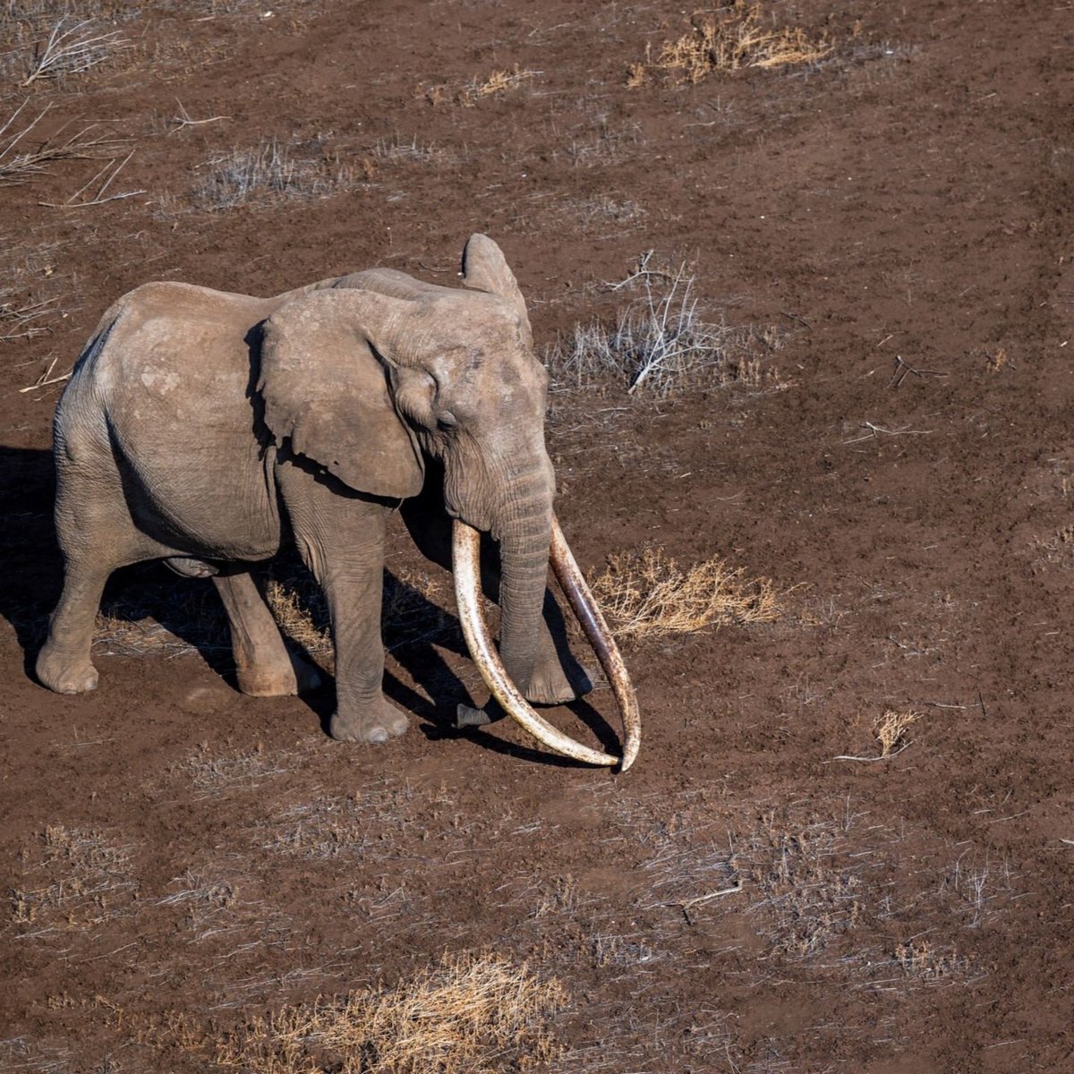 hannes_1961's tweet photo. Why do elephants break trees? https://t.co/0ljN6SA4pw https://t.co/y8AIzyOpjo