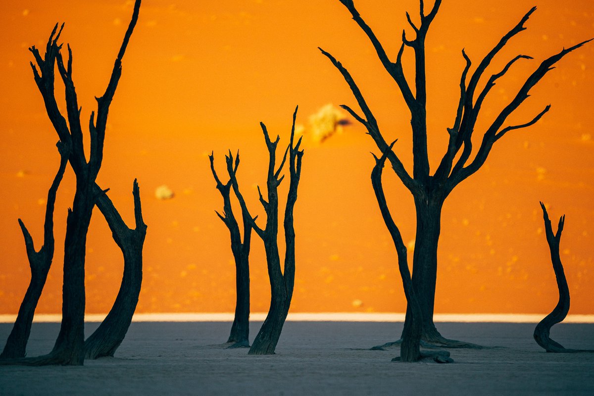 francescoriccardoiacomino.com/dance-of-dead 
👆Behind the Shot - The Dance of the Dead
Tribute to <a href="/LantingFrans/">Frans Lanting</a> 
shot on <a href="/SIGMA_sgv/">SIGMA</a> 150-600mm
<a href="/Sigma_Japan/">SIGMA Japan</a> 
<a href="/foto_sigma/">SIGMA Italia</a> 
<a href="/KazutoYamaki/">Kazuto Yamaki</a>