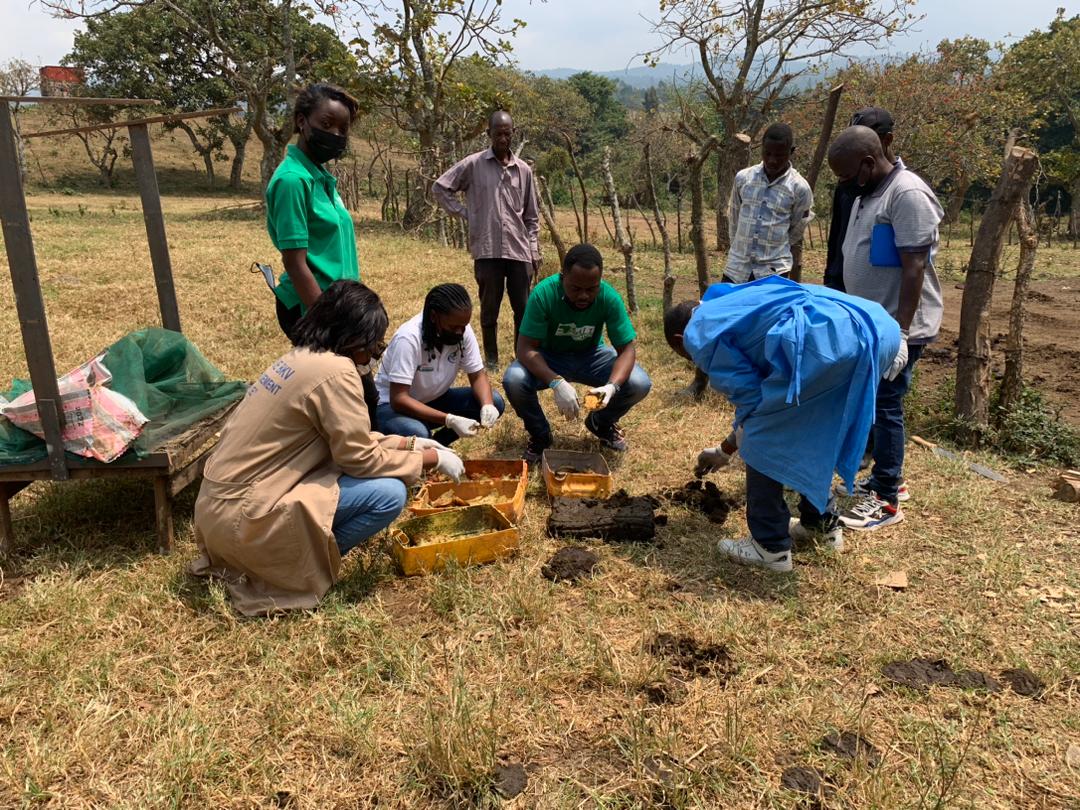aaliofficiel's tweet photo. Une équipe de l'#INERA Mulungu a bénéficié d'une formation dispensée par des jeunes d'AALI dans le cadre du projet #BBEST.Celle ci portait sur les techniques de recyclage des biodéchets par la mouche soldat noir,visant à produire des protéines destinées à l'alimentation animale. https://t.co/8pzwXTZ2OM