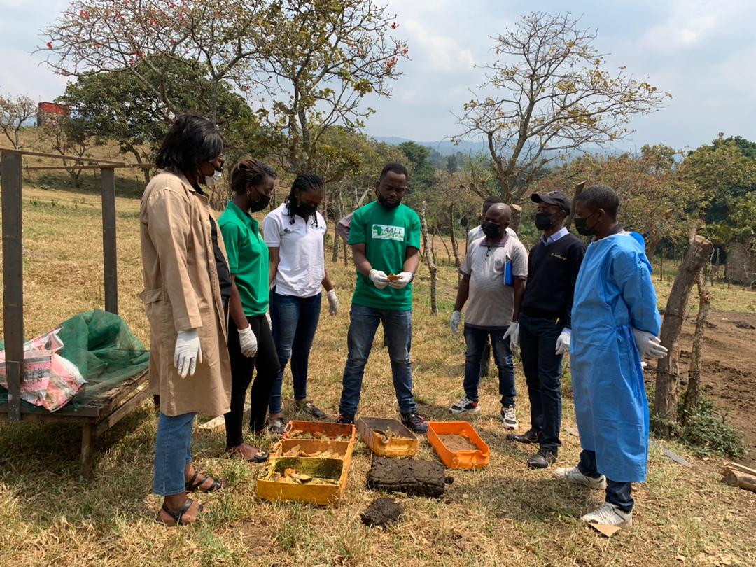 aaliofficiel's tweet photo. Une équipe de l'#INERA Mulungu a bénéficié d'une formation dispensée par des jeunes d'AALI dans le cadre du projet #BBEST.Celle ci portait sur les techniques de recyclage des biodéchets par la mouche soldat noir,visant à produire des protéines destinées à l'alimentation animale. https://t.co/8pzwXTZ2OM