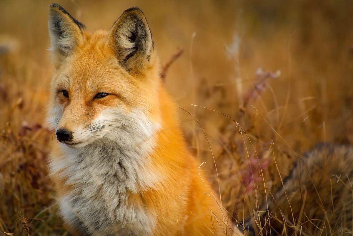 PartiAnimaliste's tweet photo. Honteux ! @gouvernementFR a publié la liste des espèces « nuisibles », quasiment identique à celle de 2019. 9 espèces vont encore être massacrées toute l’année pour satisfaire les lobbys de la chasse et de l’agriculture intensive. Cette classification archaïque doit être abolie ! https://t.co/blY9fO5Zjp