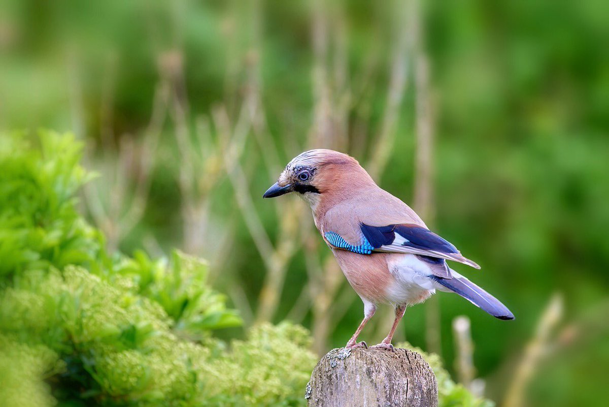 PartiAnimaliste's tweet photo. Honteux ! @gouvernementFR a publié la liste des espèces « nuisibles », quasiment identique à celle de 2019. 9 espèces vont encore être massacrées toute l’année pour satisfaire les lobbys de la chasse et de l’agriculture intensive. Cette classification archaïque doit être abolie ! https://t.co/blY9fO5Zjp