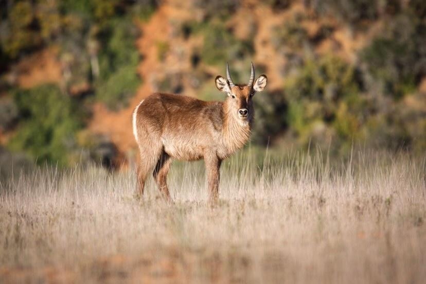 Amakhala Reserve tweet media