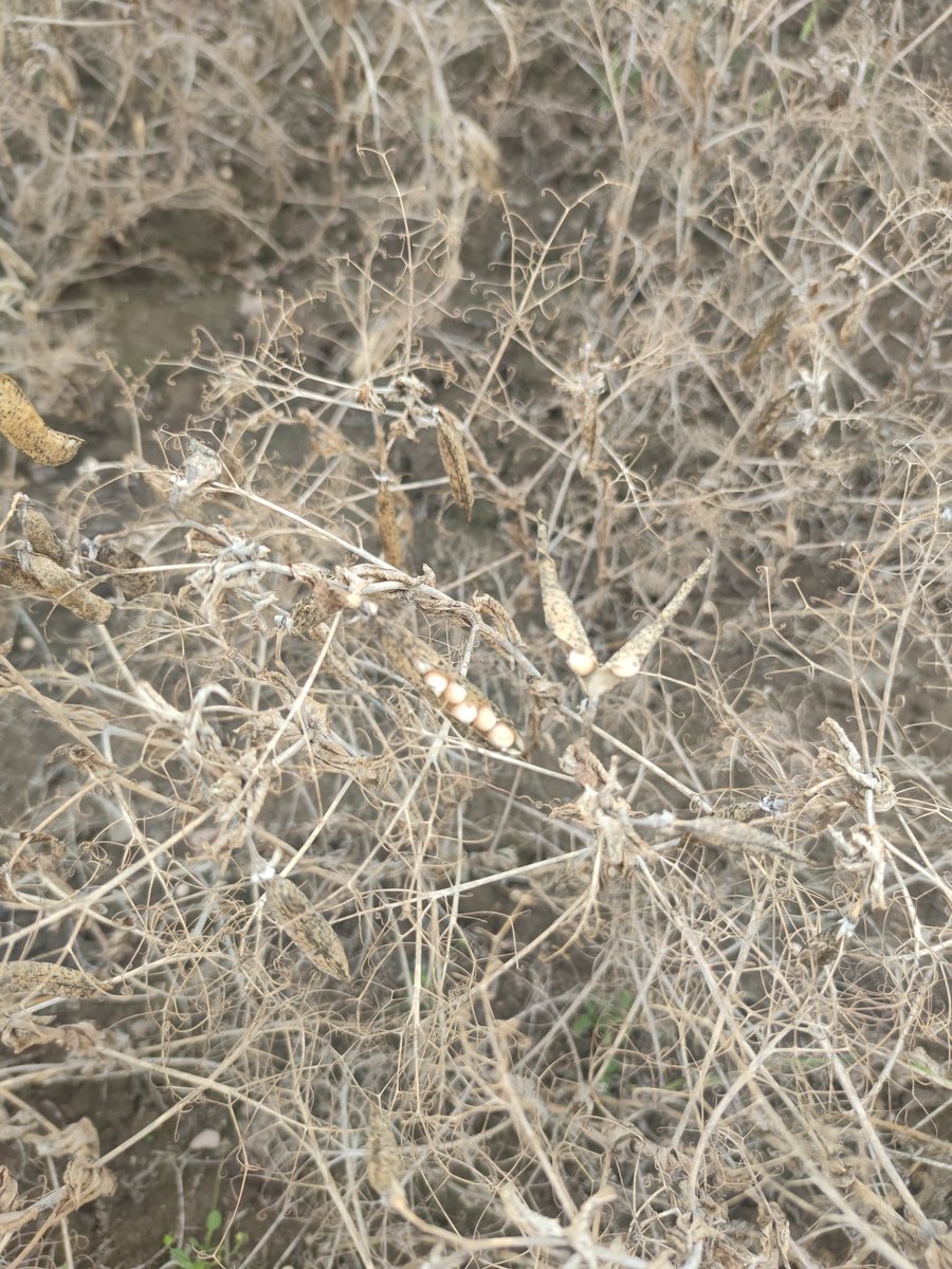 LukaszP85's tweet photo. Jak się nie uda dziś zebrać to chyba po tych zapowiadanych deszczach trzeba będzie kosić talerzowka.#farmlife #rolniczeżycie #groch https://t.co/mIl15VubNn