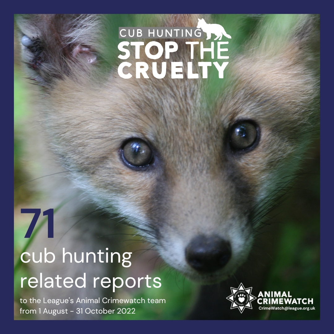 LeagueACS's tweet photo. August is the start of #CubHunting season where fox hunters train their hounds to kill by hunting fox cubs.
If you suspect cub hunting, please contact Animal Crimewatch.
💻 https://t.co/fFcVJLY1qm
📞 0300 444 1234
#WildlifeCrime #Cubbing #AutumnHunting https://t.co/rrlwvND7dp