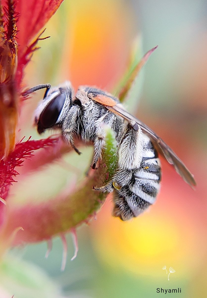 Shyamli_Kashyap's tweet photo. ••~ Sweat Bee...... 🐝❤️

#macrophotography #MacroHour #ThePhotoHour #StormHour #nature #natgeoindia #BBCWildlifePOTD #savebee https://t.co/9QzcyeJ01F