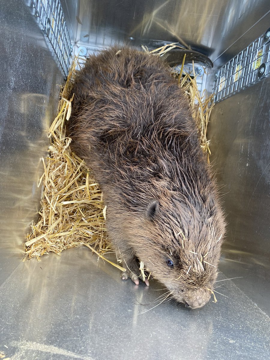 Derek Gow tweet media