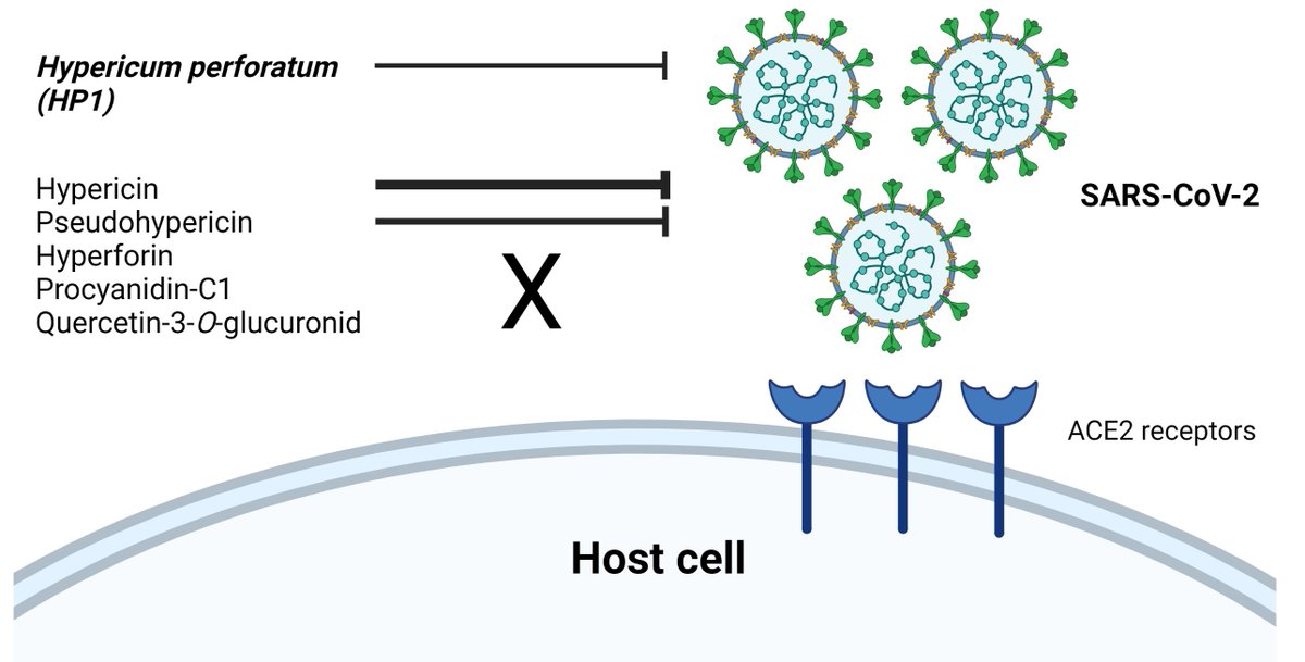 Pharmaceut_MDPI's tweet image. In case you have missed it, here is the #published article on our #Pharmaceuticals 🥰

"#Hypericum perforatum and Its Ingredients Hypericin and Pseudohypericin Demonstrate an #Antiviral Activity against #SARSCoV2" by Mohamed et al.

Enjoy reading:
mdpi.com/1424-8247/15/5…